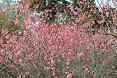 千葉県の田舎暮らし格安物件に咲く花のイメージ写真　紅梅
